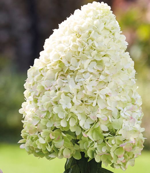 Hydrangea paniculata 'Hercules' ®